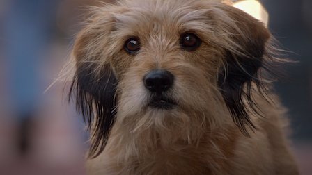 Benji | Netflix Official Site