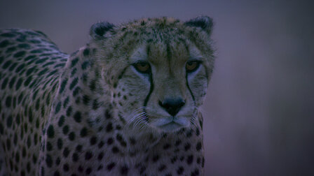 Watch Night on Earth | Netflix Official Site