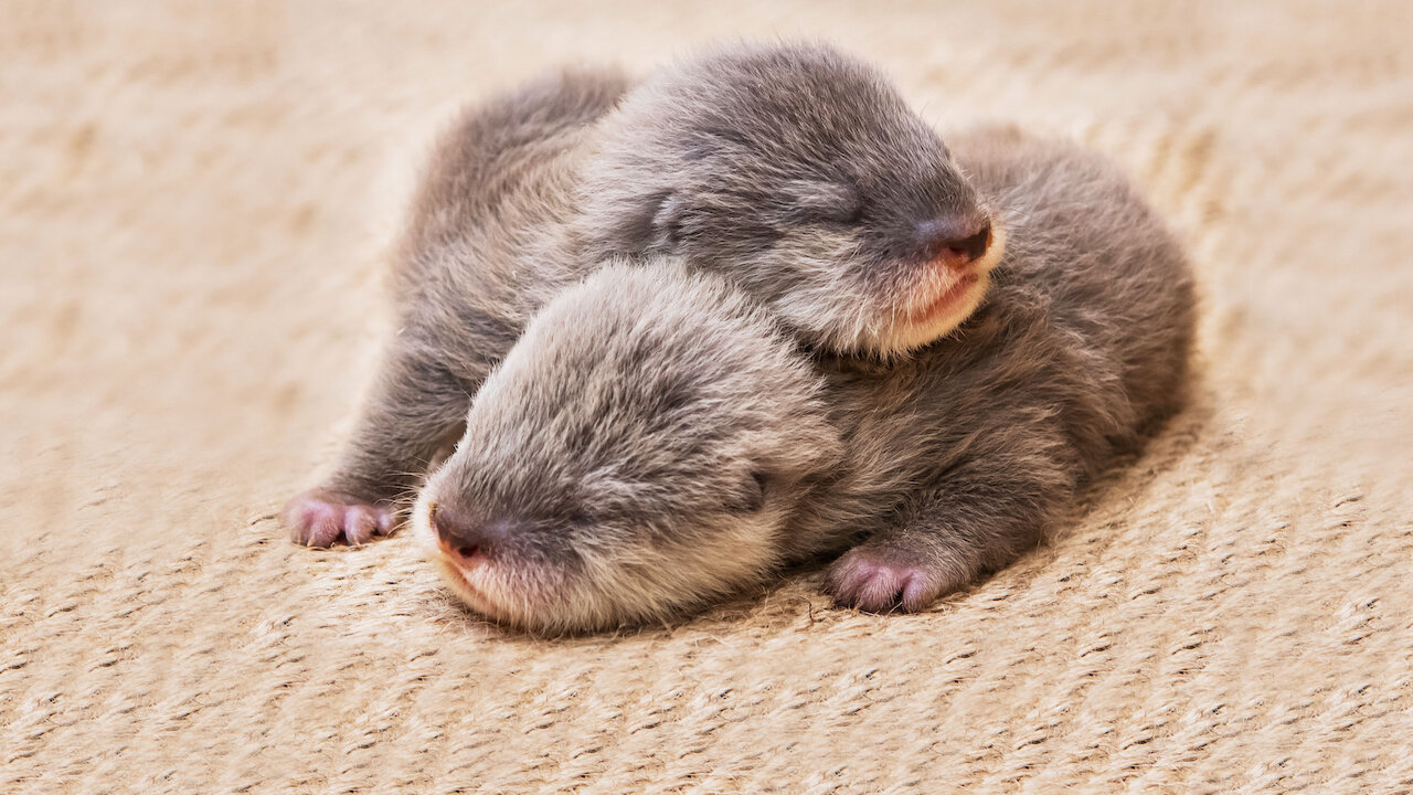 Watch Baby Animal Cam | Netflix Official Site