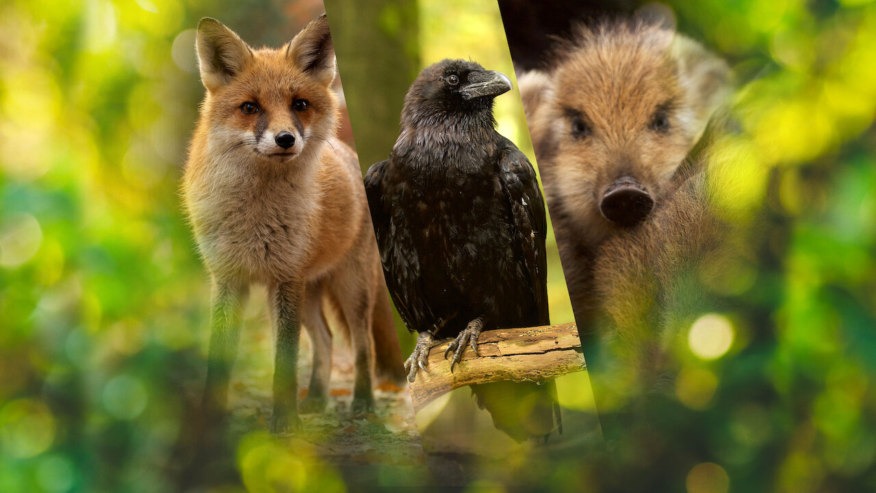 WILD 2014 FILM NETFLIX intelligence overview