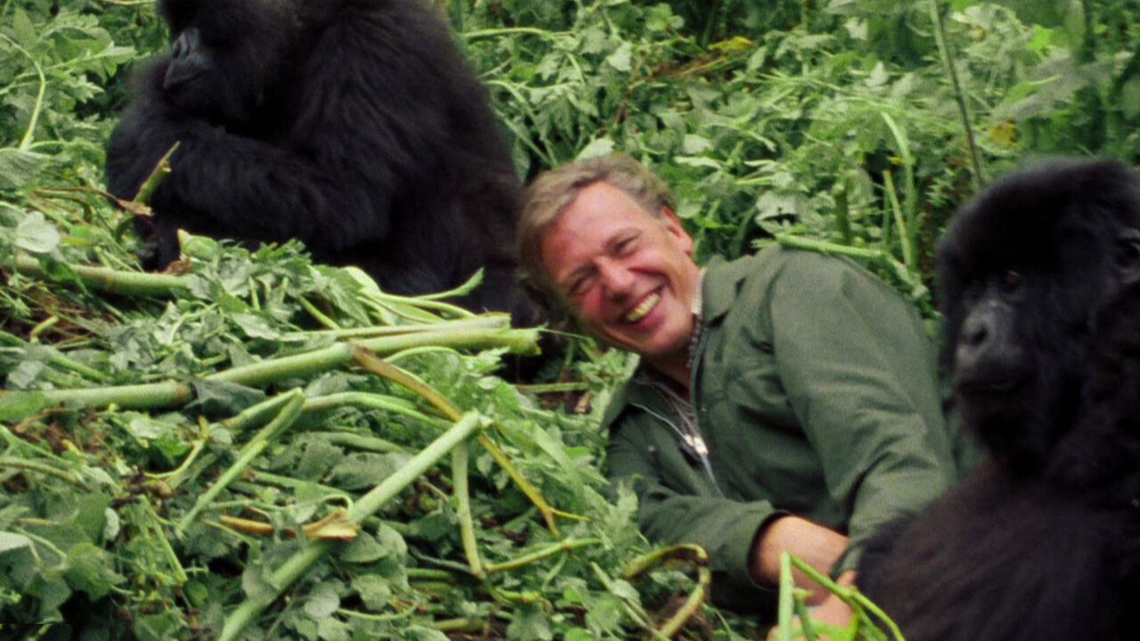 David Attenborough Une Vie Sur Notre Planète David Attenborough : Une vie sur notre planète | Site officiel de Netflix