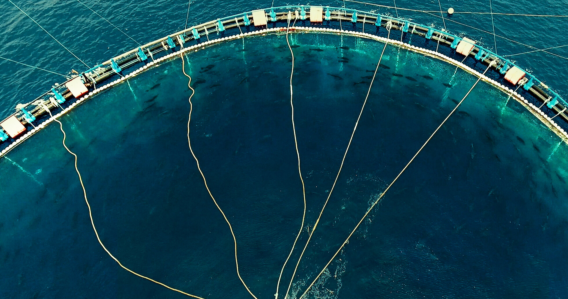 Watch Seaspiracy Netflix Official Site watch-seaspiracy-netflix-official-site